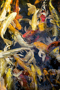 锦鲤鱼，五颜六色的花式鱼特写在池塘里游泳。