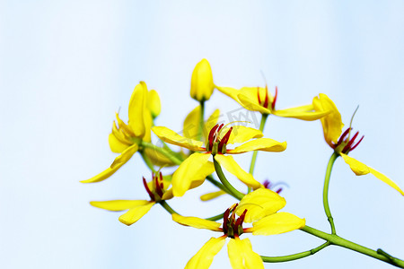 黄色花朵背景