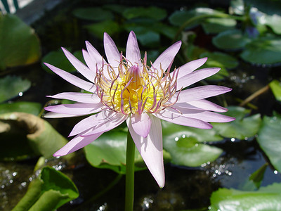 泰国曼谷 - Pond Lilly