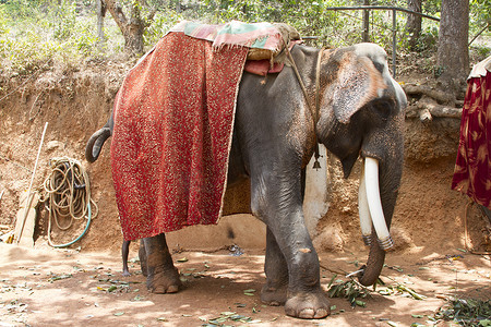 美丽的印度大象有座位供乘客等待人