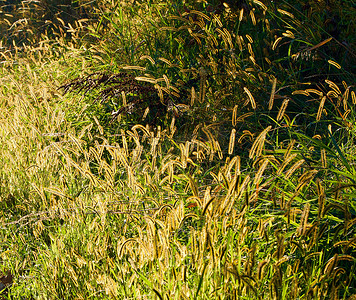 背头摄影照片_绿草丛中的金种子头