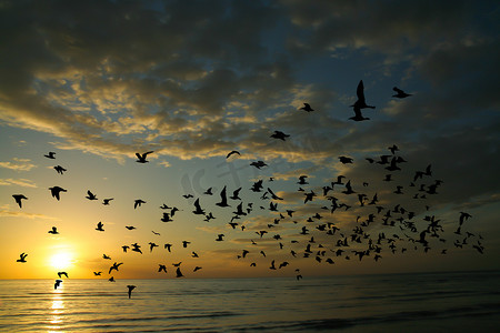 早晨时间的鸟和海
