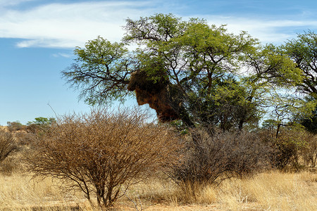 蒙面舞会男女摄影照片_树上的非洲蒙面织布工大巢