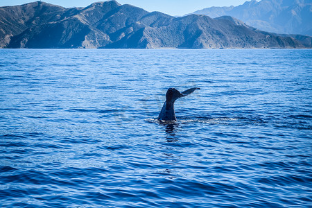 鲸鱼尾巴摄影照片_新西兰凯库拉湾的鲸鱼