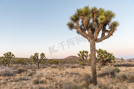 短叶丝兰摄影照片_约书亚树 (Yucca brevifolia) 在 Stubbe Springs Loop 附近的黄昏