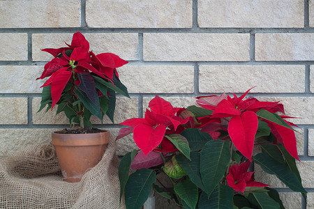 砖墙背景中花盆中的圣诞一品红