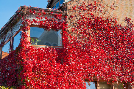 用红色常春藤盖的房子的墙壁