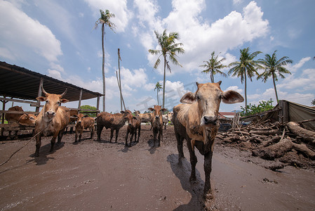 乡村农家乐摄影照片_奶牛农村风景在明亮的蓝天下。