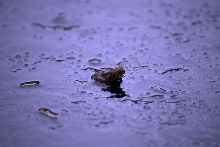 湿路上的小蟾蜍