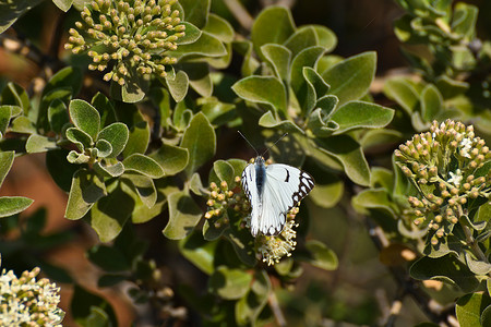 花蕾上的先锋白蝴蝶 (Belenois aurota)