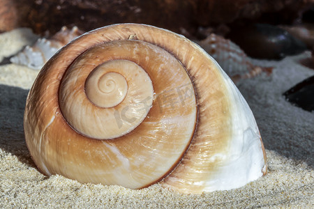 蜗牛壳摄影照片_巨大的棕色蜗牛壳