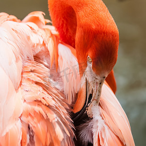 春天动物园里的粉红色火烈鸟