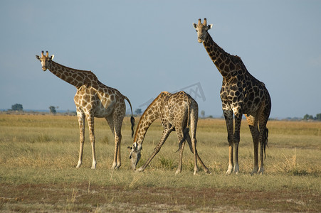 长颈鹿喝水摄影照片_喝水的长颈鹿