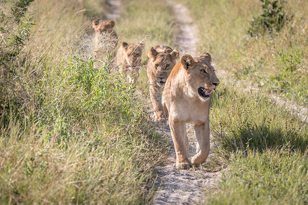 行走在路上的狮子的骄傲。