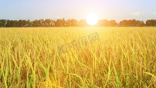 绿色农场摄影照片_金色的稻田
