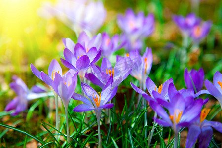 与阳光的春天紫色番红花花