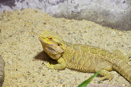 亚洲龙摄影照片_小蜥蜴，黄色灯光下的胡子龙