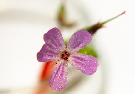 小单粉色野花Pink Campion 近距离湿水de