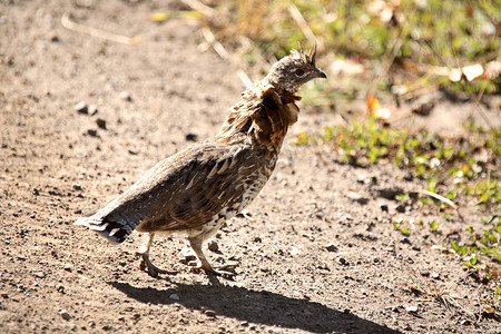 皱褶摄影照片_穿过艾伯塔省公路的皱褶松鸡