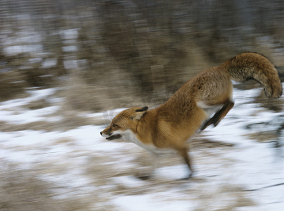 十字狐狸摄影照片_狐狸在树林运动模糊中奔跑