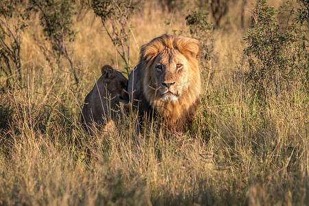 两只狮子在草丛中结伴而行。
