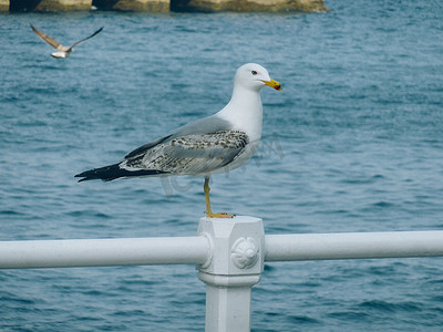 海鸥图标摄影照片_港口上的鸟