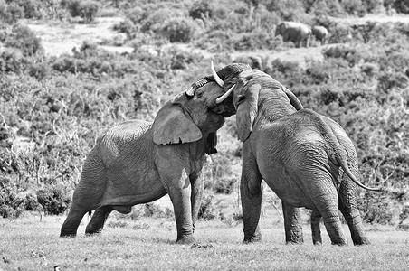 战斗的两只雄性非洲象，南非。