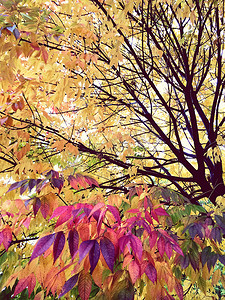 秋天的紫色和金色树木