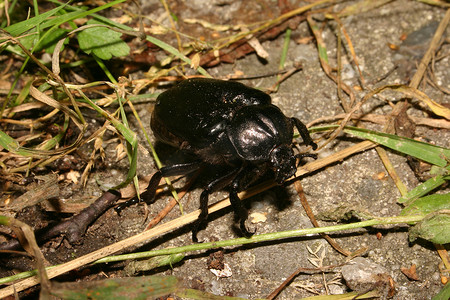 隐士甲虫 (Osmoderma eremita)