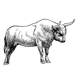 公牛手绘插画