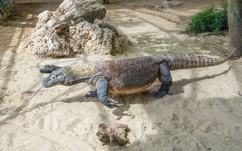 恐龙世界摄影照片_科莫多巨蜥，世界上最大的蜥蜴