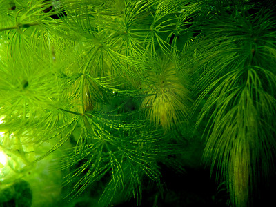 绿色水生植物摄影照片_水生植物