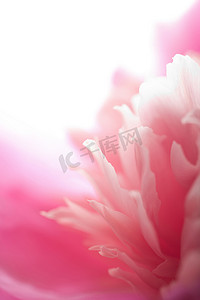 孤立的抽象粉色牡丹花
