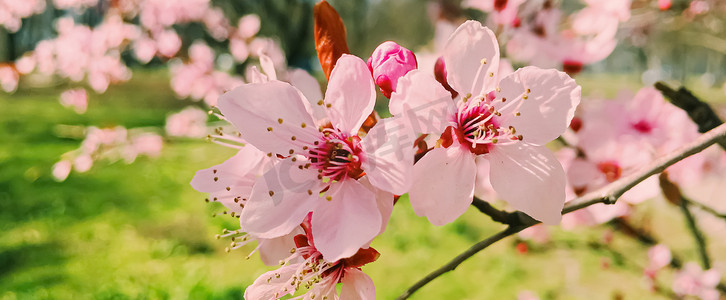 苹果树开花，春天开花
