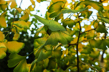 黄色的扇形银杏叶摄影照片_银杏树与黄色叶子银杏叶在秋天。