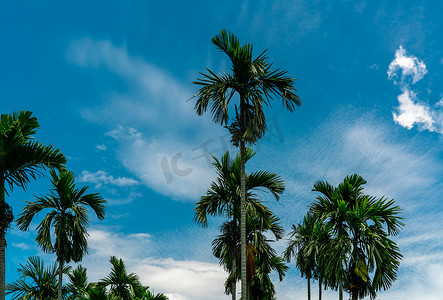 槟榔棕榈 (Areca catechu)。