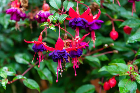 花卉公园中色彩鲜艳的饱和紫红色杂交种