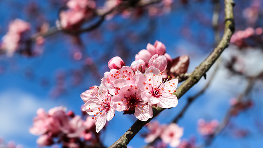 春天盛开的美丽樱桃树和李树，五颜六色的花朵
