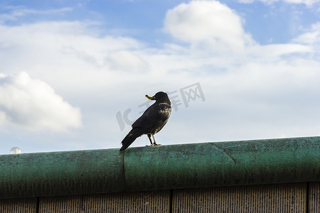 人鸟摄影照片_嘴里叼着一块食物的乌鸦