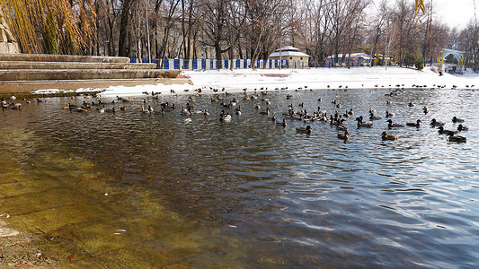 公园池塘里的一群鸭子和鸽子
