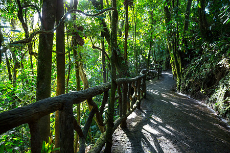 打卡美陈摄影照片_哥斯达黎加的丛林