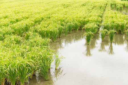 水稻草甸收获
