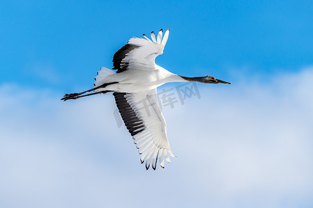 白色的丹顶鹤摄影照片_丹顶鹤