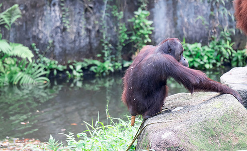 婆罗洲摄影照片_婆罗洲猩猩坐在池塘里大便