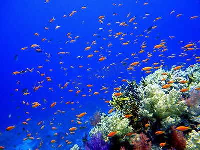 珊瑚鱼群摄影照片_水下鱼群