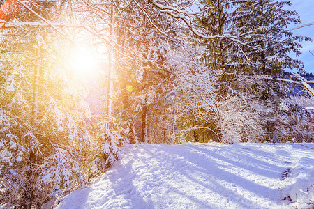 在自然中的晴朗的冬天风景：小径、多雪的树、阳光和蓝天