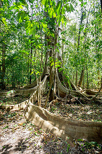 巨大的树根支撑着 Tangkoko 公园