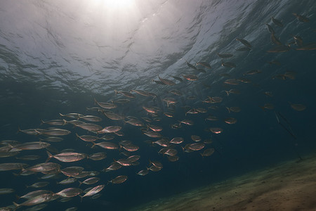 红海中的条纹鲭鱼 (rastrelliger kanagurta)。