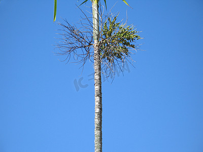 瘦瘦的棕榈树