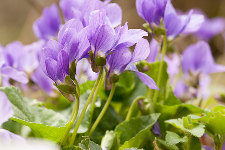 春天盛开的紫罗兰花